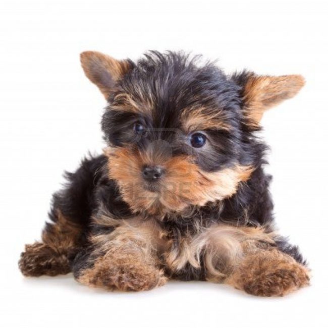 wpid-yorky-puppy.jpg